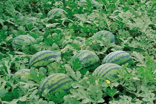 吃西瓜和凉瓜会头痛吗  第1张